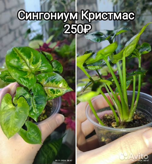 Сциндапсус экзотика, Пиктус, сингониум