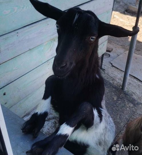 Продается козлик