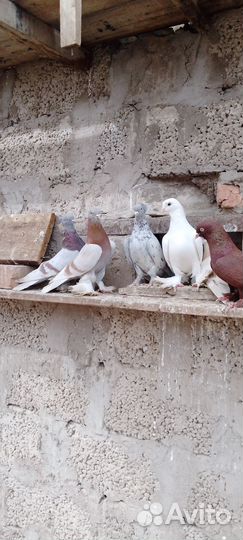 Голуби
