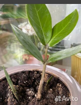 Комнатные растения цветы