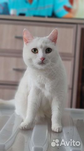 Кошка в дар