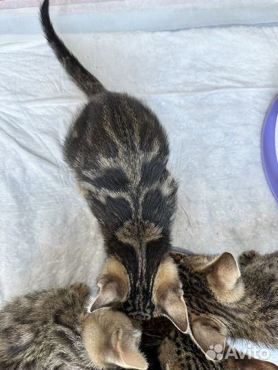 Отдам котят в добрые руки
