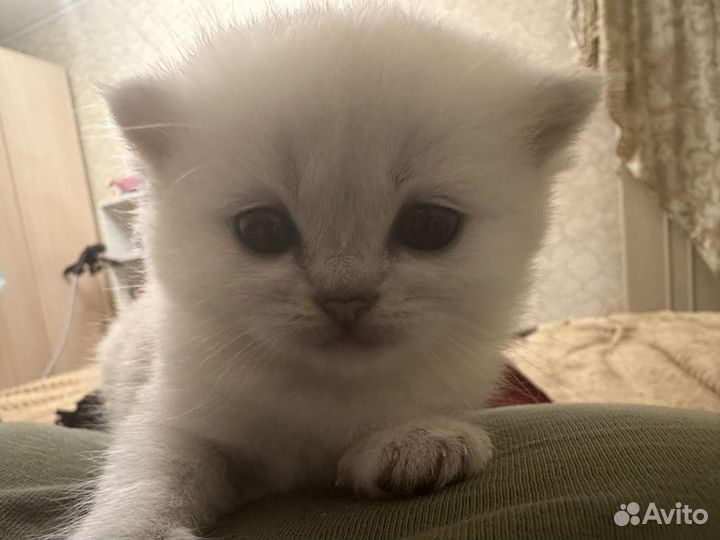 Британская шиншилла