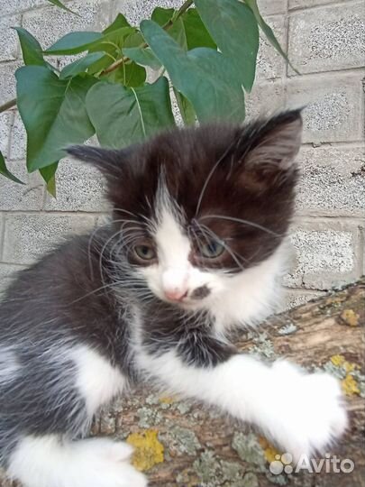 Котята бесплатно
