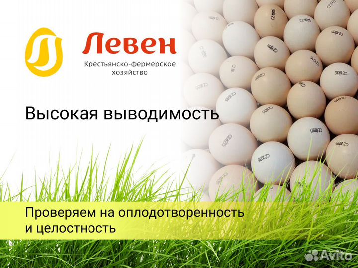 Импортное инкубационное яйцо кобб 500