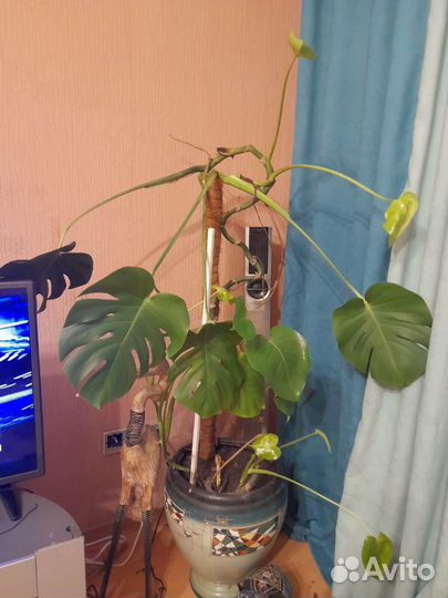 Комнатные растения