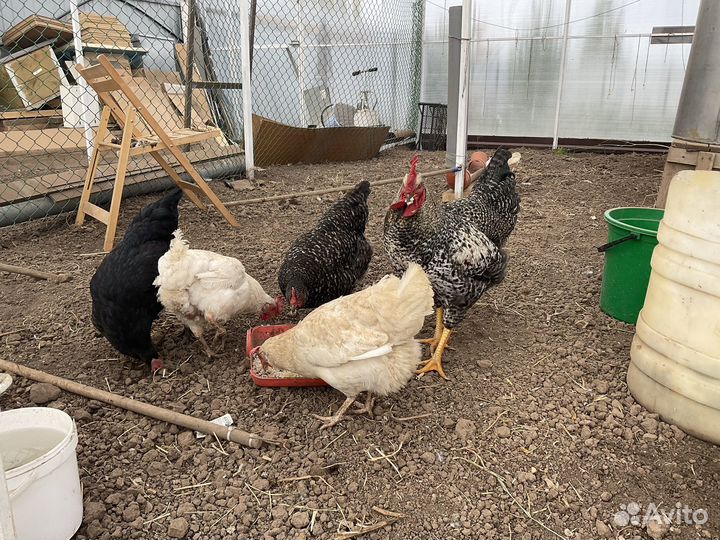 Куры молодки несушки