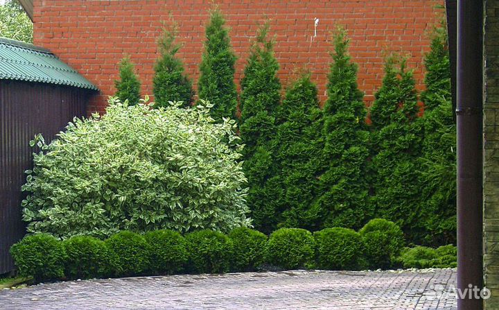 Дерен элегантиссима