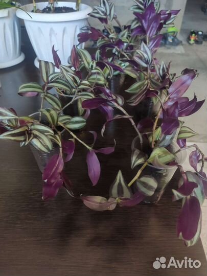 Традесканция