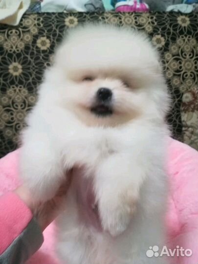 Белый медвежонок-ваша мечта