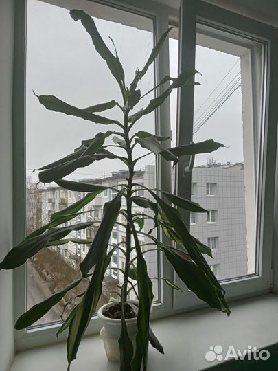 Пальмы-Драцены