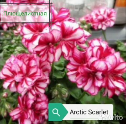 Пеларгония герань