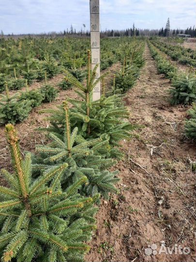 Ель голубая