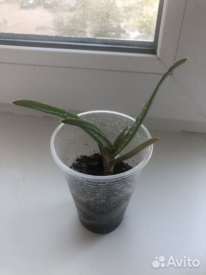 Алоэ,каланхое войлочное,толстянка