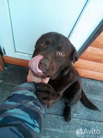 Передержка - зоогостиница для собак