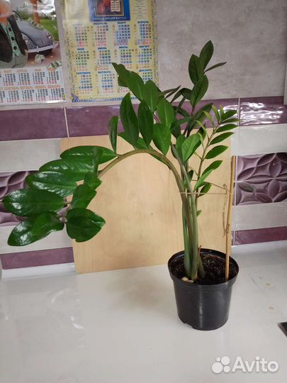 Замиокулькас, драцена, калатея