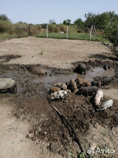 Вьетнамские вислобрюхие поросята