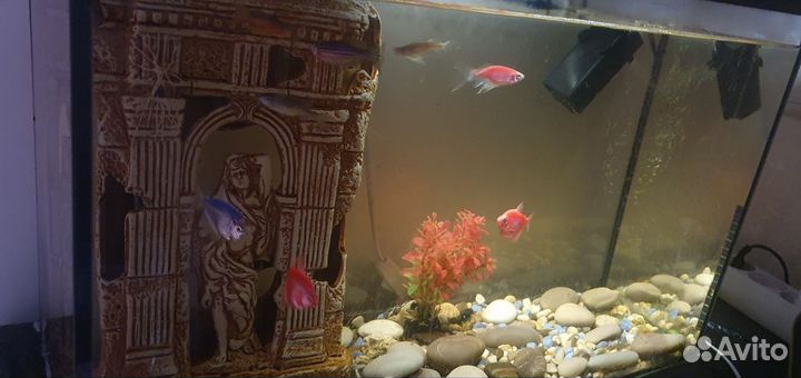 Аквариум с рыбами