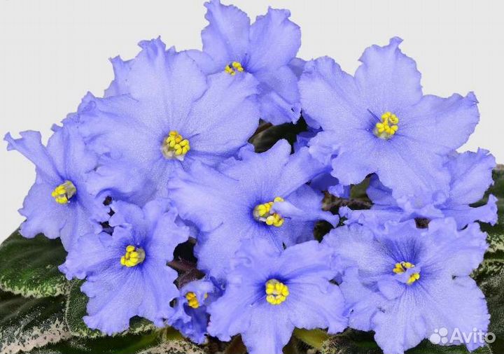 Сортовые фиалки