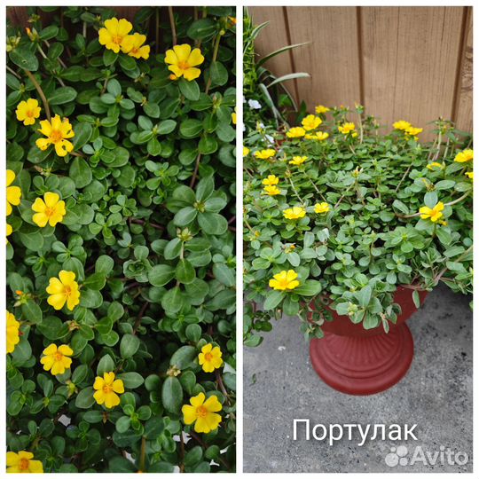 Продажа цветов -бугенвиллия,портулак, Дуранта и тд