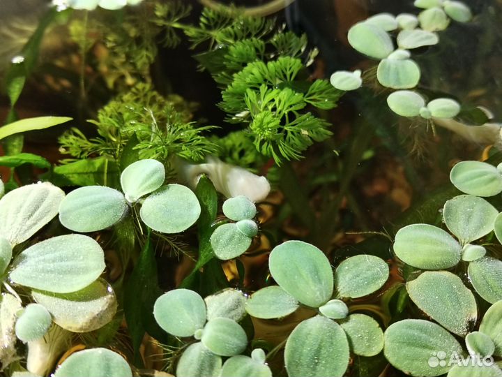 Аквариум 110л с растениями и рыбками