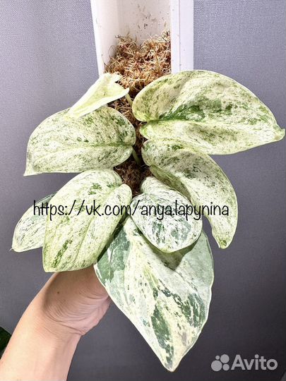 Сциндапсус жаде сатин минт марбл