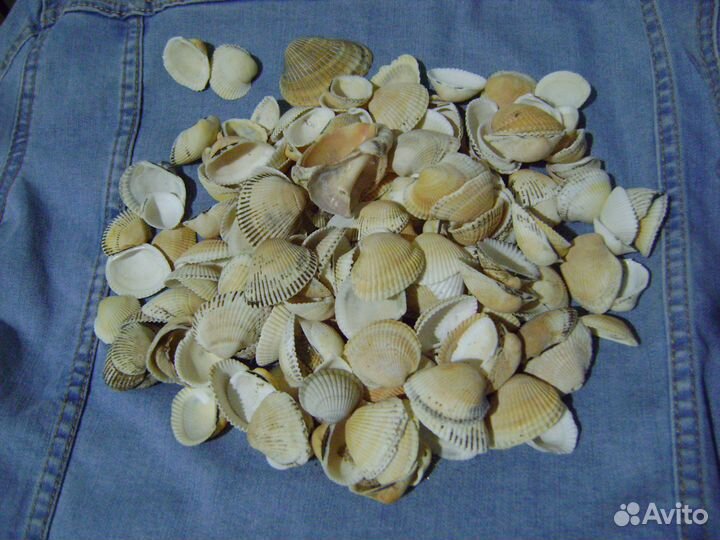 Ракушки морские
