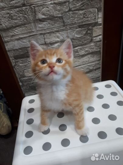 Милый котеночек в добрые руки