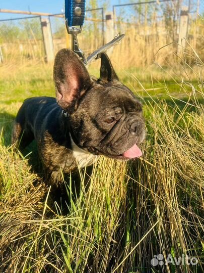 Щенки французского бульдога