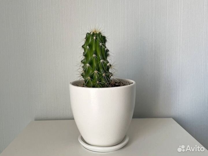Кактус в горшке