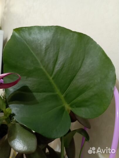 Монстера манки