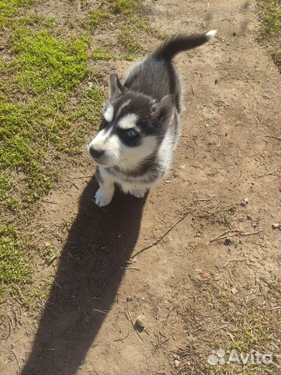 Щенки сибирской хаски