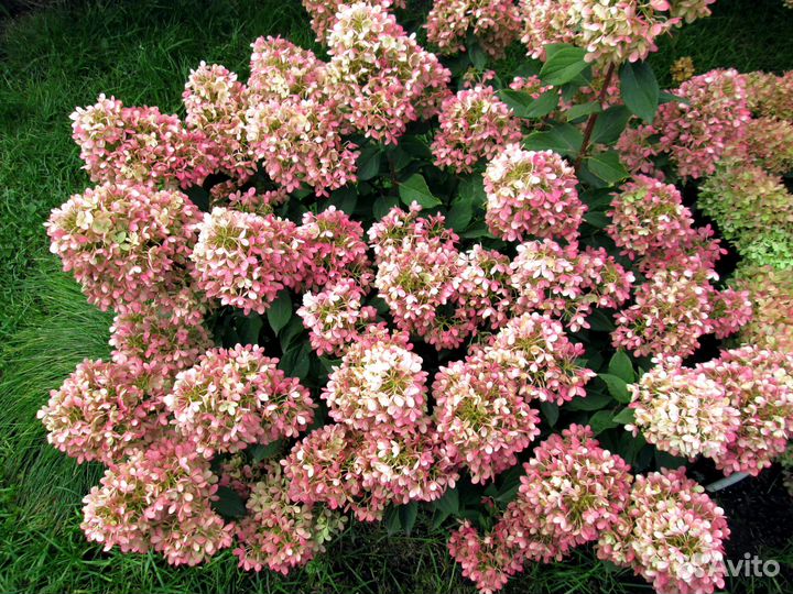 Гортензия - саженцы