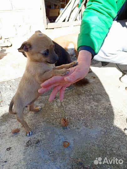 Щенок в добрые руки