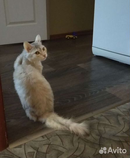 Кошка Ксюша