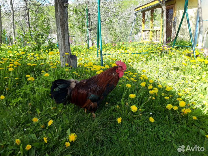 Петух Кучинский Юбилейный