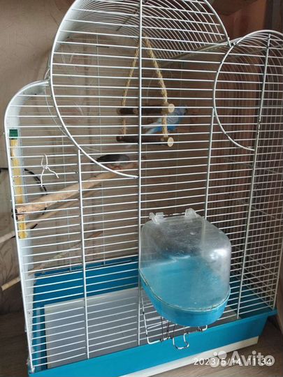 Клетка с Волнистым попугайчиком и с Мадиной