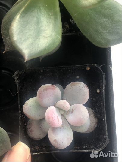 Суккуленты микс