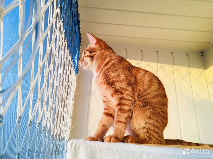 Защита кошек от падения