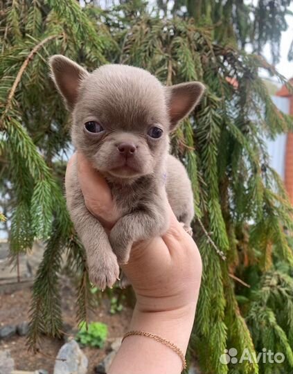 Мини чихуахуа