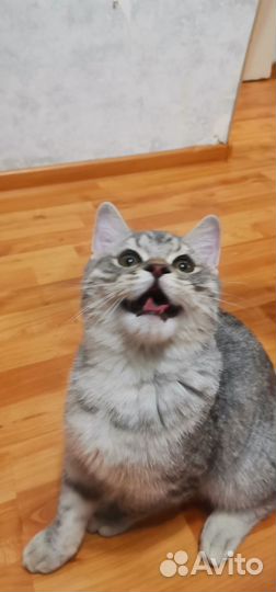 Британский Кот на вязку