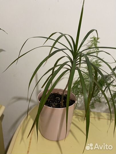 Комнатные цветы