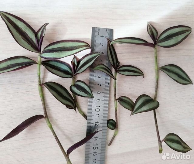 Традесканция зебрина