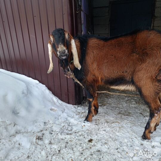 Англонубийский козел на вязку