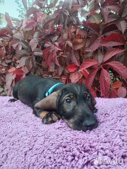 Щенки стандартной жесткошерстной таксы