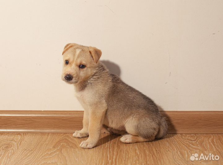 Щенок метис в дар