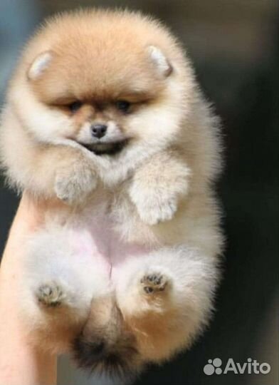 Щенки шпица