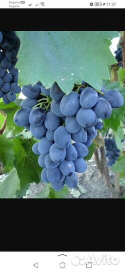 Виноград