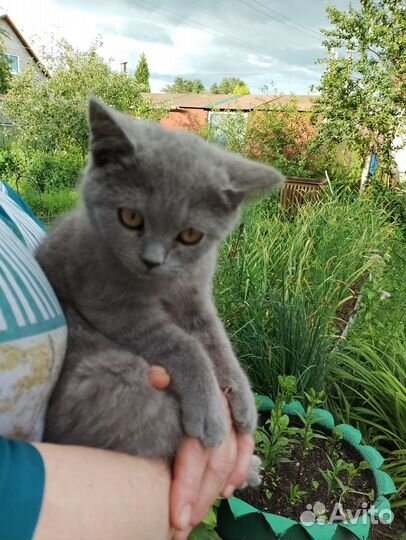 Британские котята