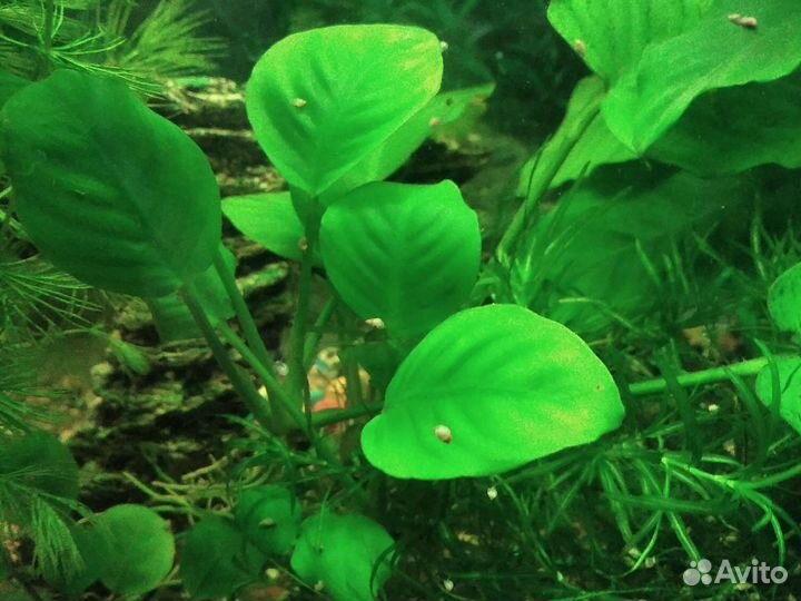 Ассортимент аквариумных растений
